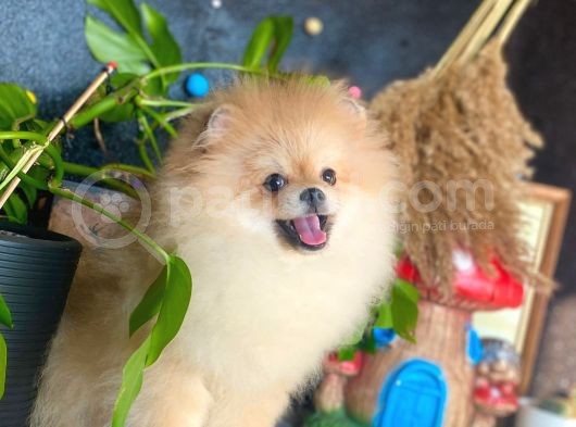 8 Aylik Erkek Ayi Surat Pomeranian Boo