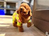 6 Aylık Erkek Safkan Kizil Toy Poodle