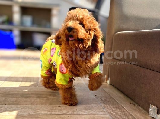 6 Aylık Erkek Safkan Kizil Toy Poodle