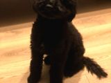 7 Aylık Erkek Toy Poodle Aşılar Tam Aksesuarlarıyla Birlikte