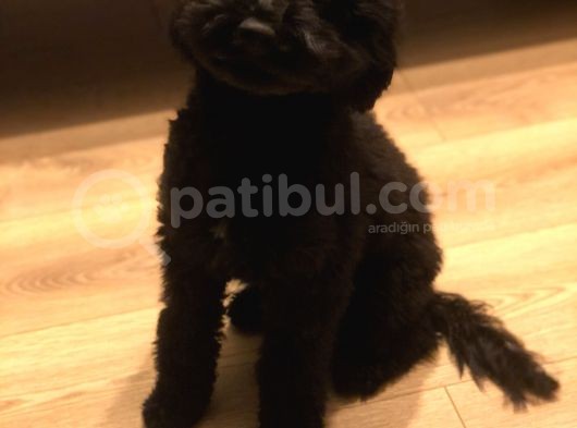 7 Aylık Erkek Toy Poodle Aşılar Tam Aksesuarlarıyla Birlikte görsel