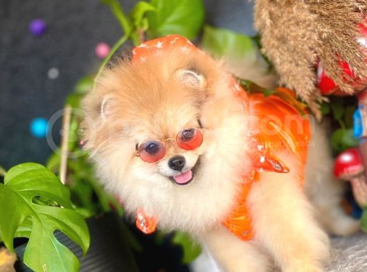 8 Aylik Erkek Ayi Surat Pomeranian Boo görsel