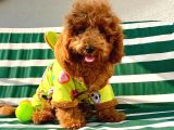 6 Aylık Erkek Safkan Kizil Toy Poodle