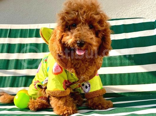 6 Aylık Erkek Safkan Kizil Toy Poodle görsel