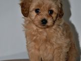 F2 Gerçek Maltipoo Yavrumuz