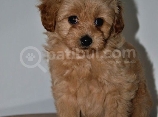 F2 Gerçek Maltipoo Yavrumuz görsel