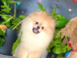 8 Aylik Erkek Ayi Surat Pomeranian Boo