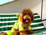 6 Aylık Erkek Safkan Kizil Toy Poodle