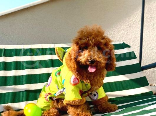 6 Aylık Erkek Safkan Kizil Toy Poodle görsel