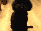 7 Aylık Erkek Toy Poodle Aşılar Tam Aksesuarlarıyla Birlikte