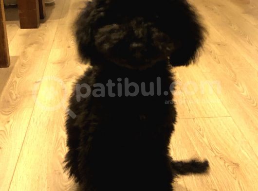 7 Aylık Erkek Toy Poodle Aşılar Tam Aksesuarlarıyla Birlikte görsel