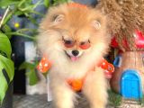 8 Aylik Erkek Ayi Surat Pomeranian Boo