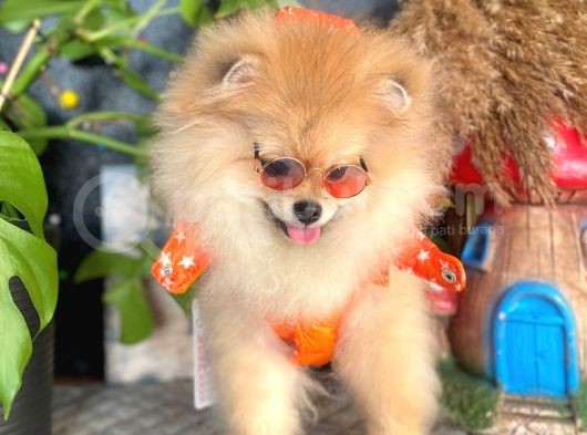 8 Aylik Erkek Ayi Surat Pomeranian Boo görsel