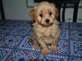 F2 Gerçek Maltipoo Yavrumuz