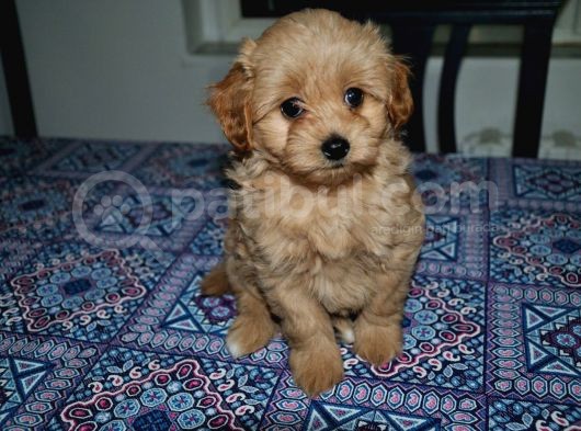 F2 Gerçek Maltipoo Yavrumuz
