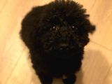 7 Aylık Erkek Toy Poodle Aşılar Tam Aksesuarlarıyla Birlikte