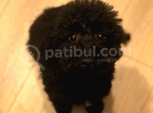 7 Aylık Erkek Toy Poodle Aşılar Tam Aksesuarlarıyla Birlikte