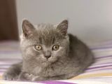Safkan Bri̇ti̇sh Shorthai̇r