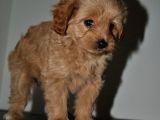 F2 Gerçek Maltipoo Yavrumuz
