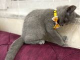 2 Aylık Dişi ve 5.5 Aylık Erkek British Shorthair