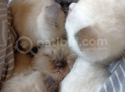Anne Altından A Kalite British Ve Scottish Yavrular görsel