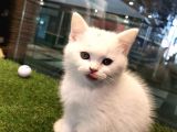 Irk Ve Sağlık Garantili British Shorthair Yavrularımız