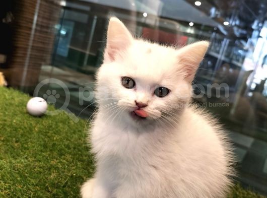Irk Ve Sağlık Garantili British Shorthair Yavrularımız görsel
