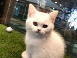 Irk Ve Sağlık Garantili British Shorthair Yavrularımız
