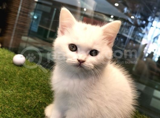 Irk Ve Sağlık Garantili British Shorthair Yavrularımız görsel