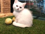 Irk Ve Sağlık Garantili British Shorthair Yavrularımız