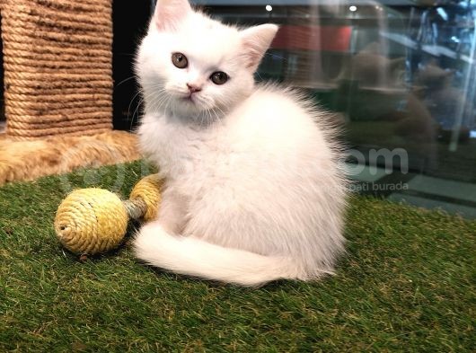 Irk Ve Sağlık Garantili British Shorthair Yavrularımız görsel