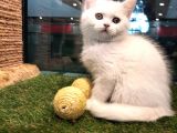 Irk ve Sağlık Garantili British Shorthair Yavrularımız