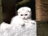 Irk Ve Sağlık Garantili Scottish Fold Yavrularimiz