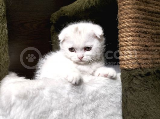 Irk Ve Sağlık Garantili Scottish Fold Yavrularimiz görsel