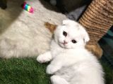 Irk ve Sağlık Garantili Scottish Fold Yavrularimiz