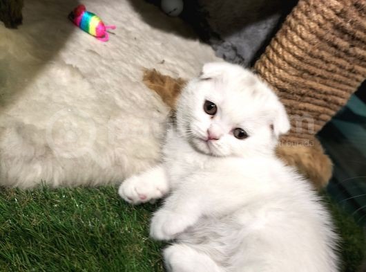 Irk Ve Sağlık Garantili Scottish Fold Yavrularimiz