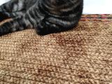 Scottish Fold