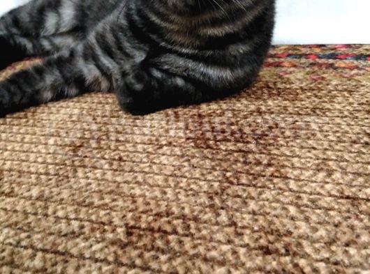 Scottish Fold