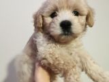 İpeksi Tüy Yapısına Sahip Maltipoo Bebeğim