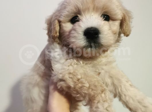 İpeksi Tüy Yapısına Sahip Maltipoo Bebeğim