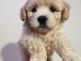 İpeksi Tüy Yapısına Sahip Maltipoo Bebeğim