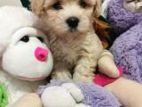 Maltipoo Bebeğim
