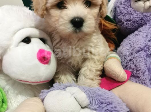 Maltipoo Bebeğim görsel