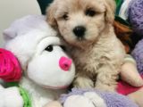 Maltipoo Bebeğim