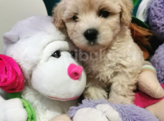 Maltipoo Bebeğim görsel