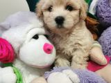 Maltipoo Bebeğim