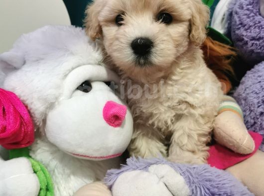Maltipoo Bebeğim görsel