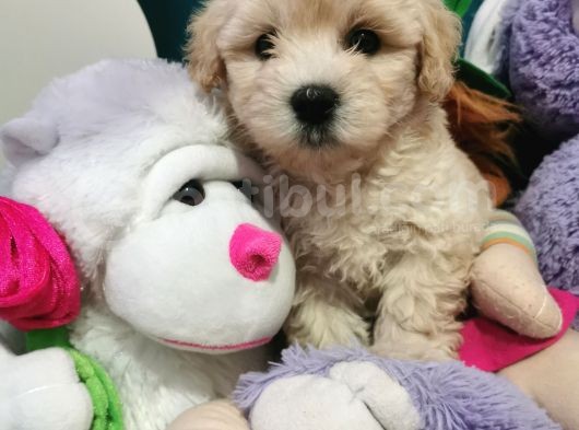 Maltipoo Bebeğim görsel
