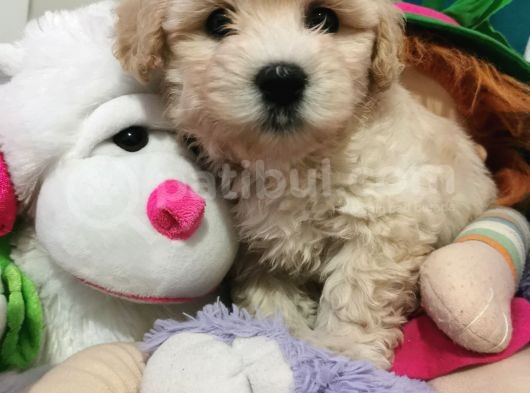 Maltipoo Bebeğim