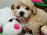 Küçük Maltipoo Bebeklerim